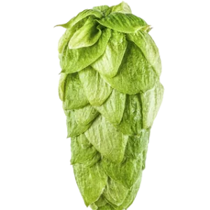Superdelic_Hop_Cone_large